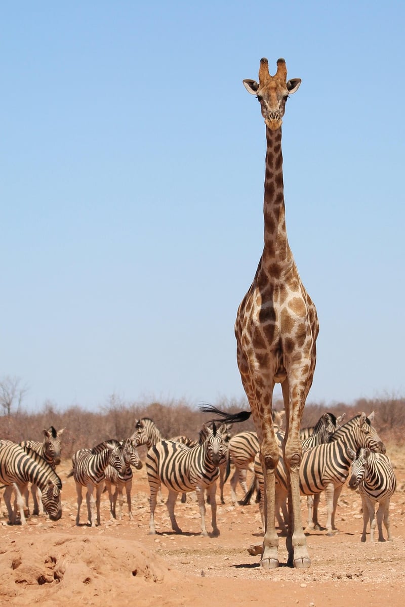 Safari Image