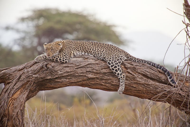 Safari Spectacular